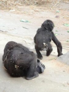 aapjes kijken in de zoo van antwerpen