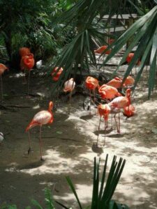 flamingo's zoo tampa florida