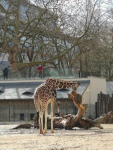 giraffen in de zoo van antwerpen