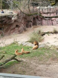leeuwen in de dierentuin in antwerpen