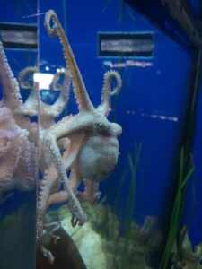 octopus florida aquarium tampa florida