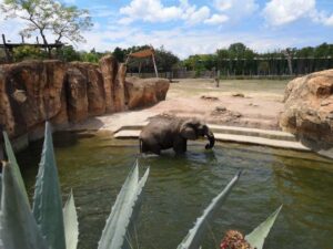 olifant zoo tampa florida