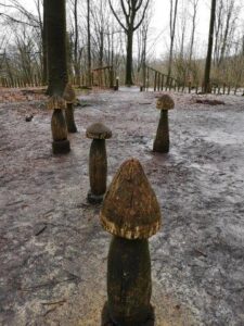 paddenstoelen in het Kluisbos