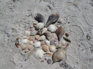 schelpen van sanibel eiland florida