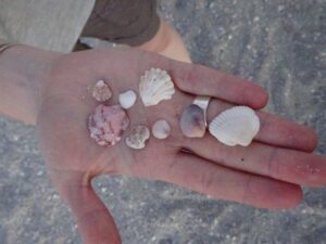 schelpen zoeken op sanibel eiland florida