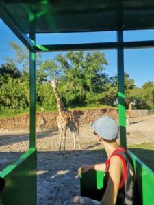 treintje langs giraffen bush gardens tampa florida