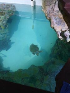 zeeschildpad clearwater marine aquarium florida