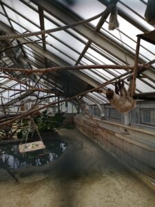 het verblijf van de luiaarden in de zoo van Boedapest