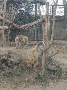het verblijf van de luipaarden in de zoo van Boedapest