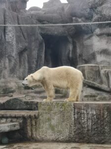ijsbeer in de zoo van Boedapest