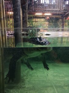 krokodil in de zoo van Boedapest