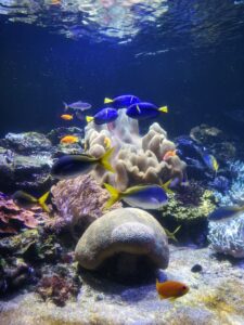 tropische vissen aquarium Nausicaá Boulogne-Sur-Mer roadtrip Noord Frankrijk