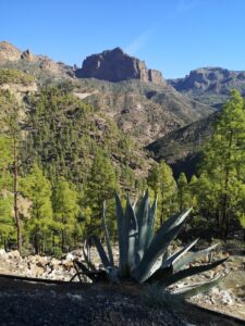 cactus en mooie natuur onderweg naar roque Nublo op gran canaria